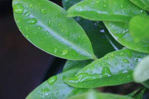 外干ししてもカラッと乾かない！夜露を防ぐ干し方の工夫とは