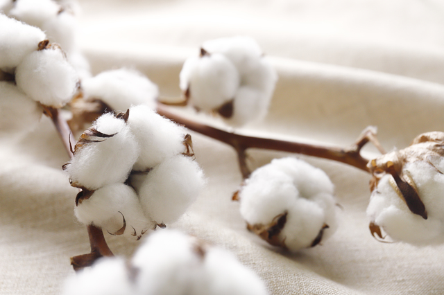 綿(コットン)